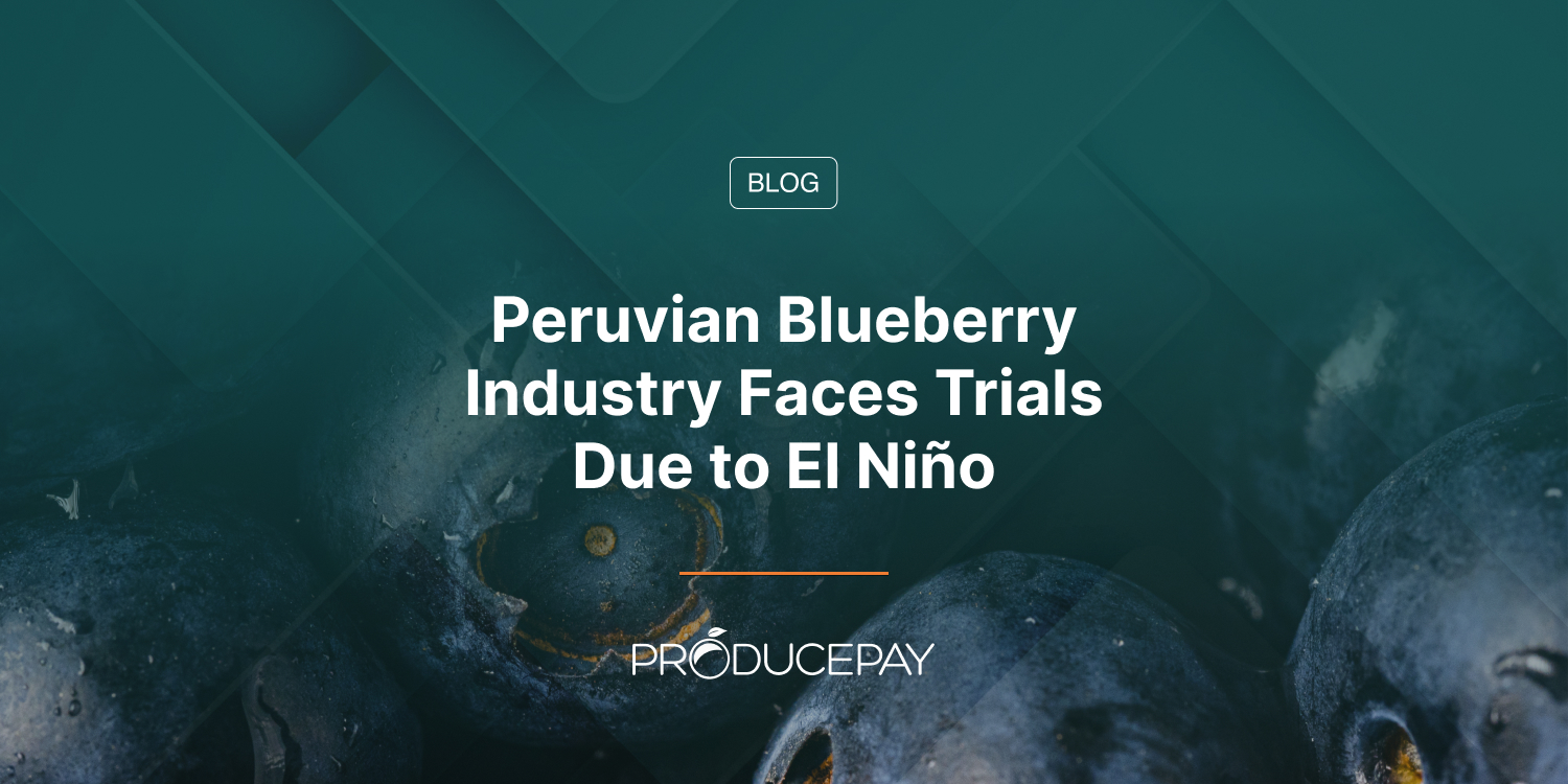 Peruvian Blueberry Industry Faces Trials Due to El Niño