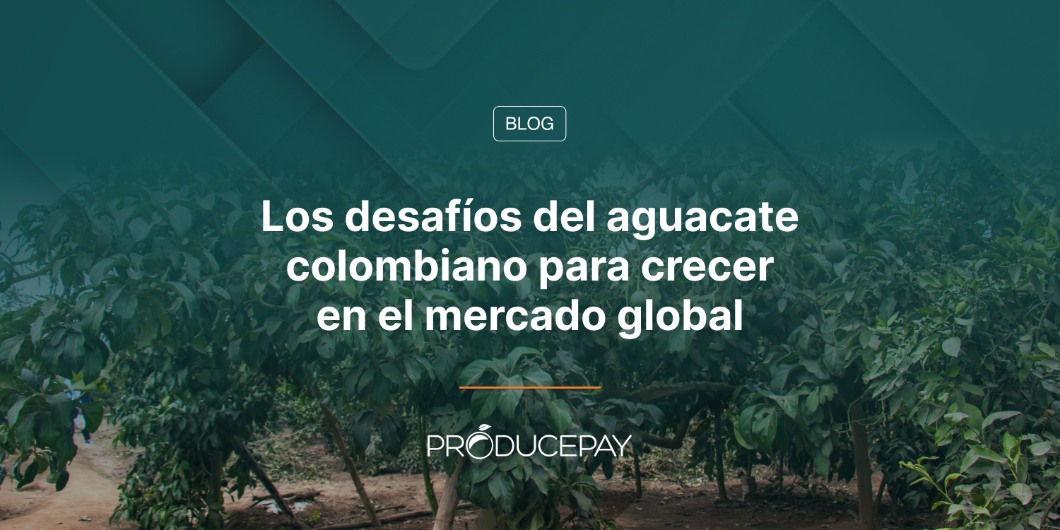 Los desafíos del aguacate colombiano para crecer en el mercado global