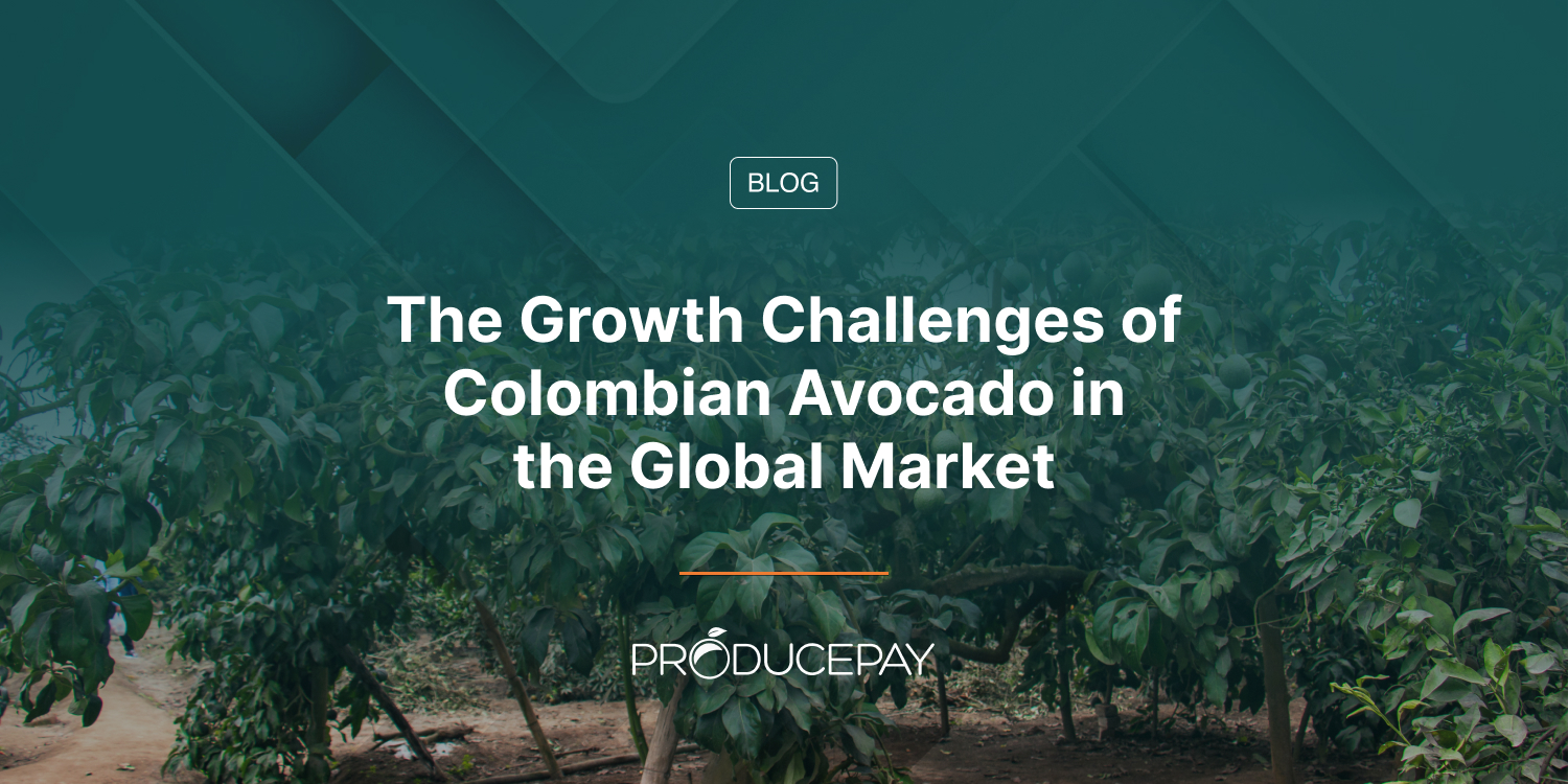 The Growth Challenges of Colombian Avocado in the Global Market