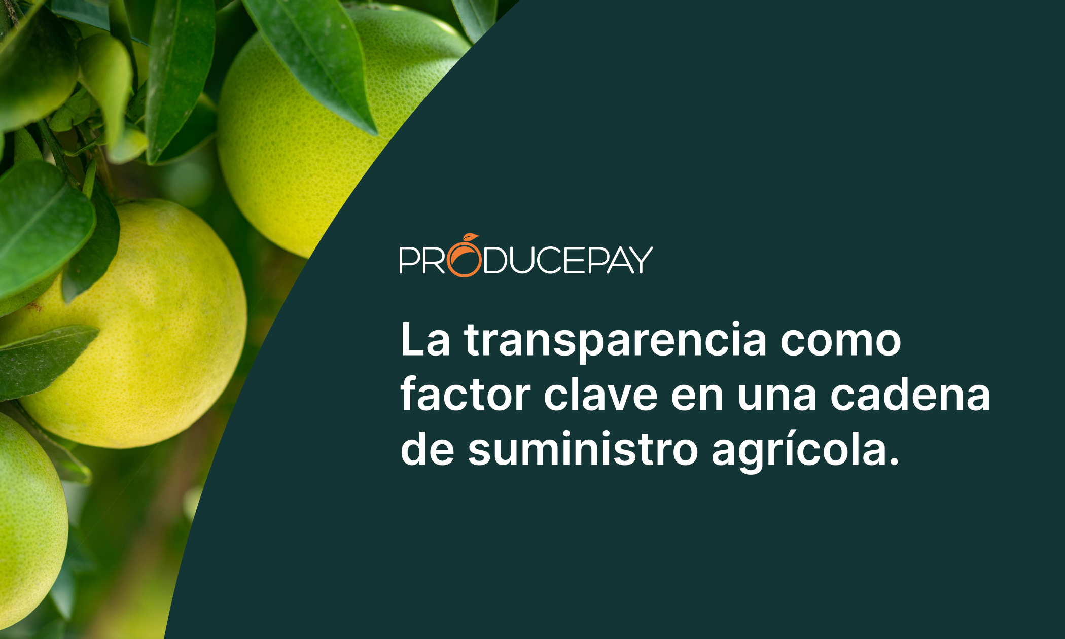 transparency in supply chain ES(3)