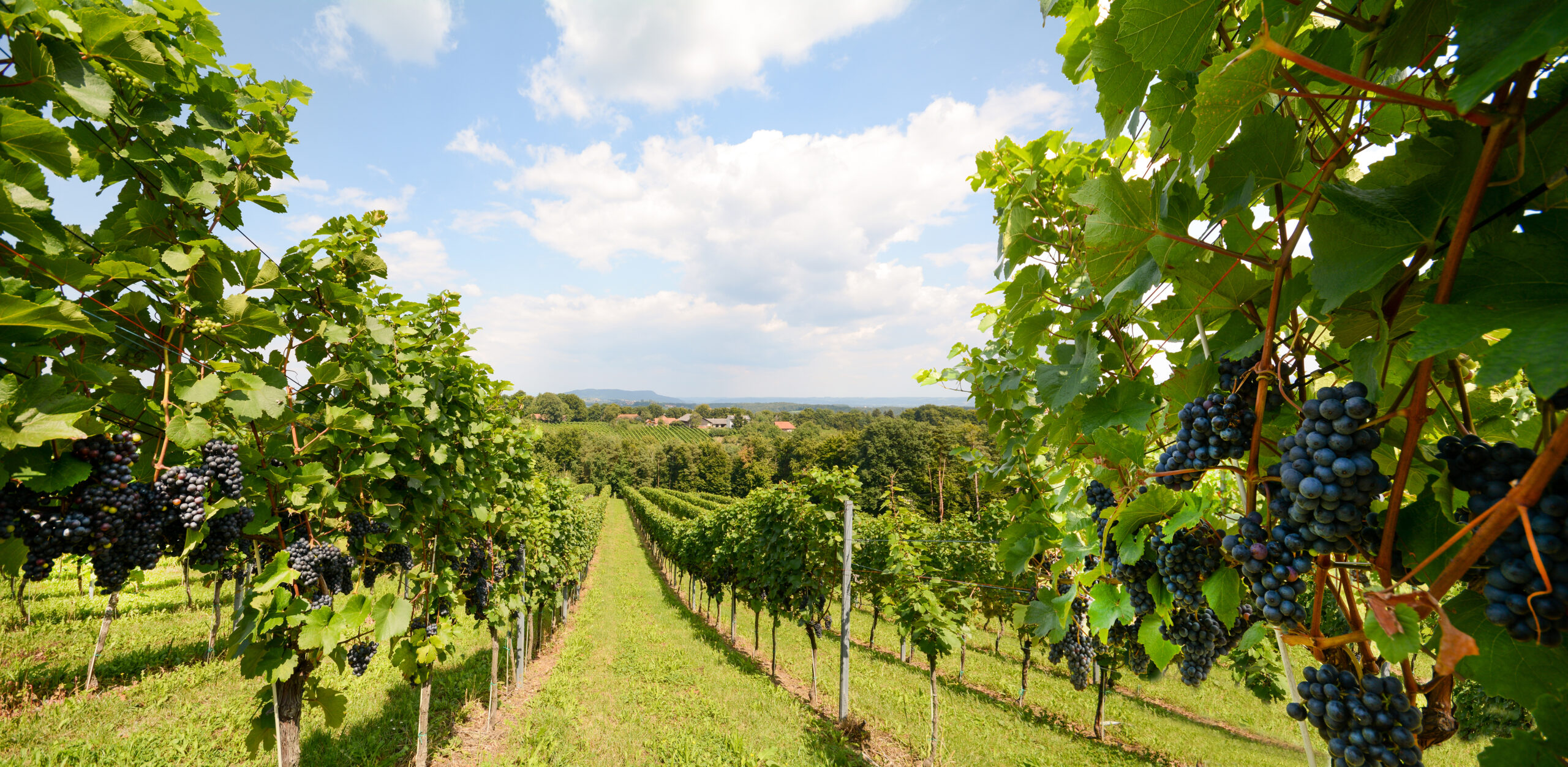 Vineyards,With,Grapevine,For,Wine,Production,Near,A,Winery,Along