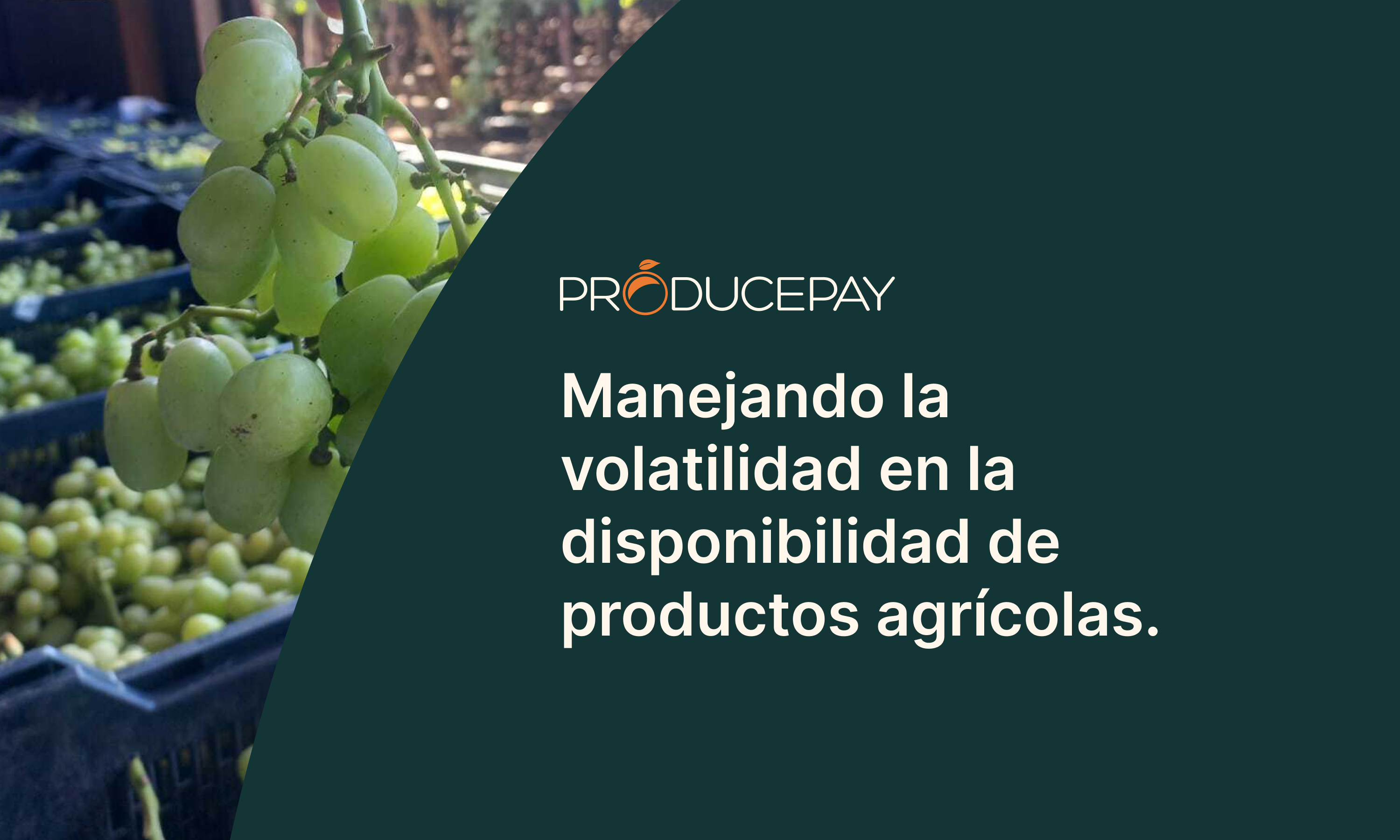 Manejando-la-volatilidad-en-la-disponibilidad-de-productos-agricolas