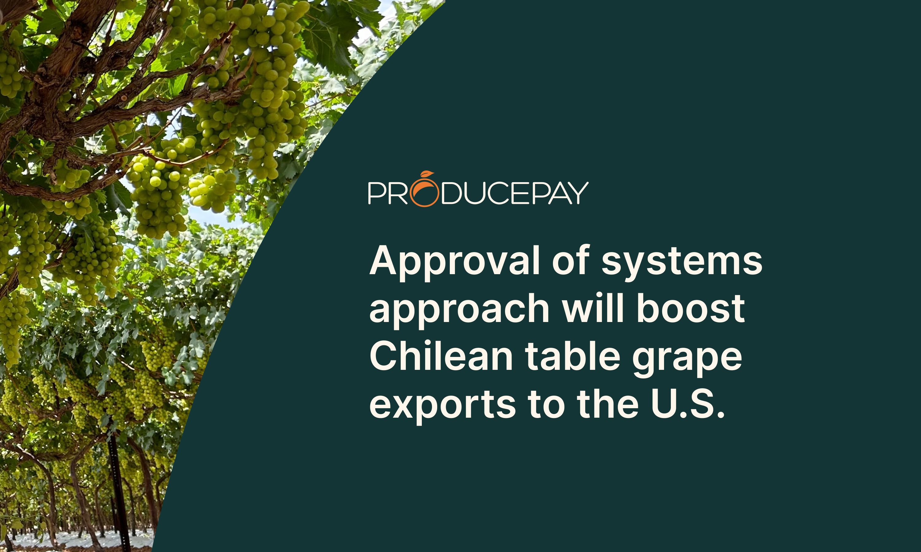 Systems-Approach-Chilean-grape-to-the-US