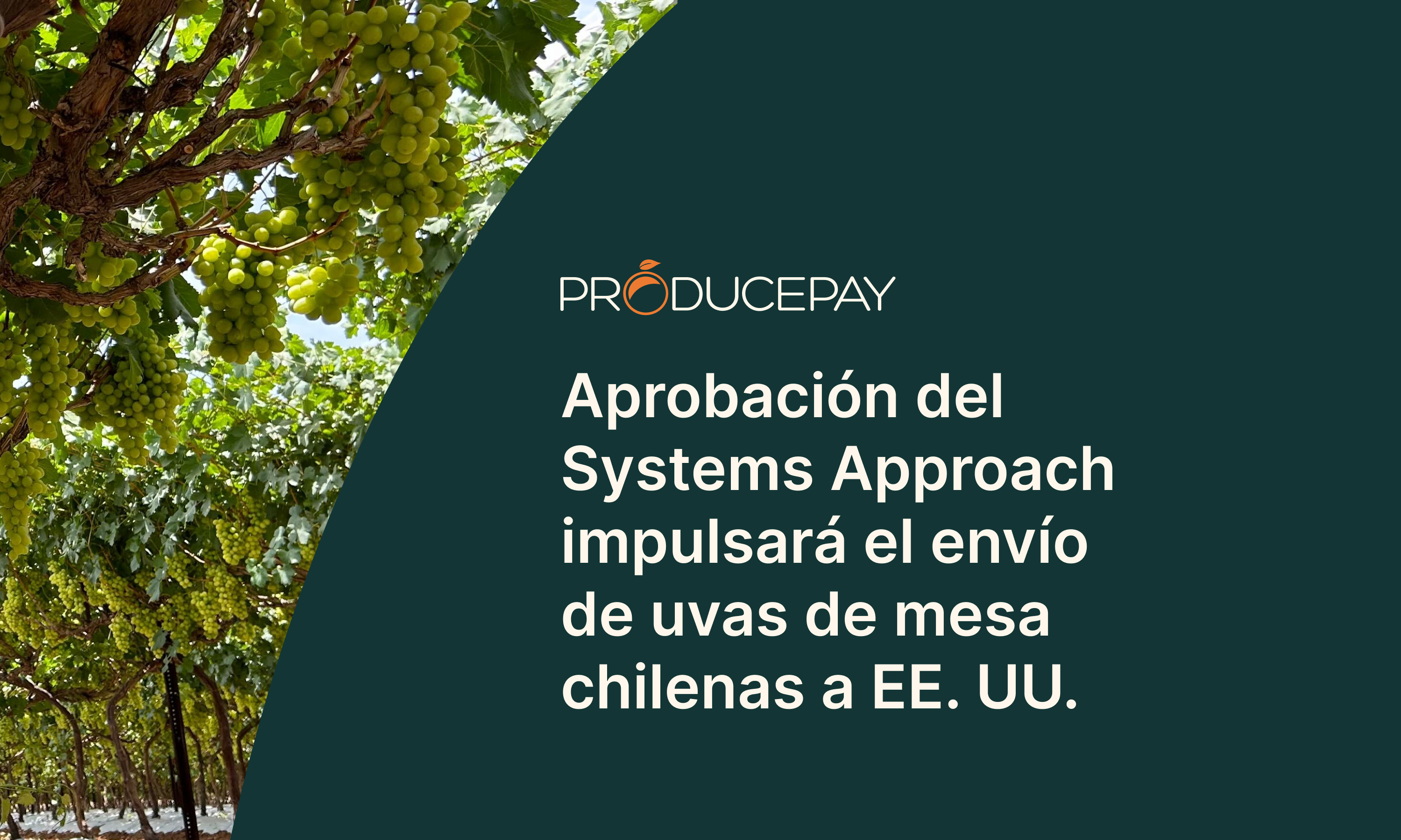 aprobación systems approach exportación uva de mesa chilena a EEUU