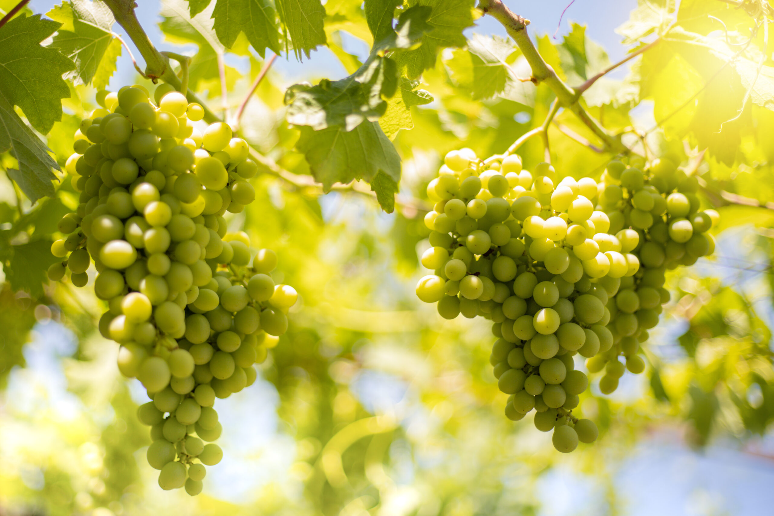 White,Grapes,Hanging,Against,Sky.,Still,Green,Grapes,,The,Plant