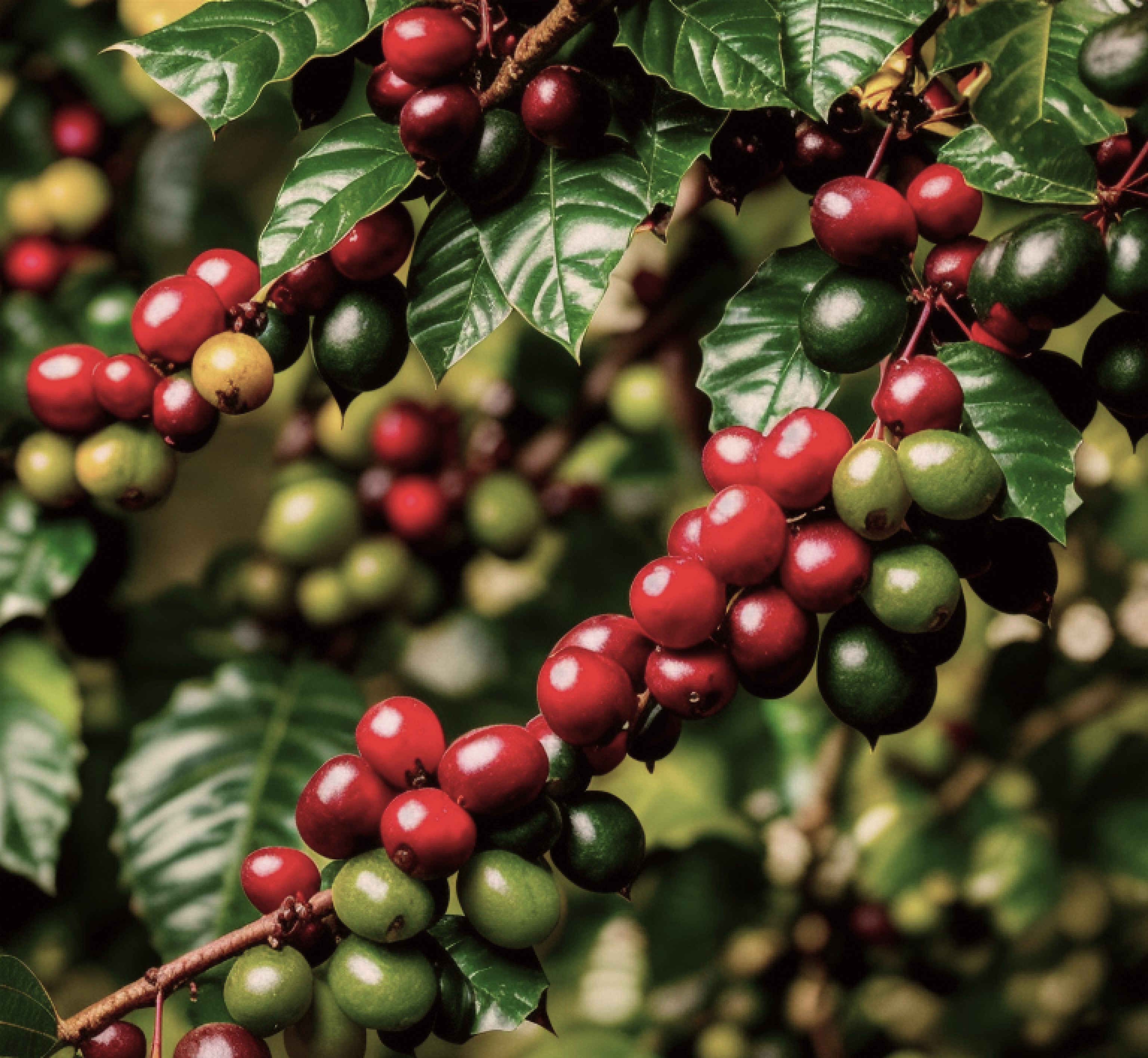 Alberto_Velasco_coffee_plants_with_clusters_of_ripe_and_unripe_cof_c6fd8edd-3388-4998-87dd-fd94fd9324d5 1