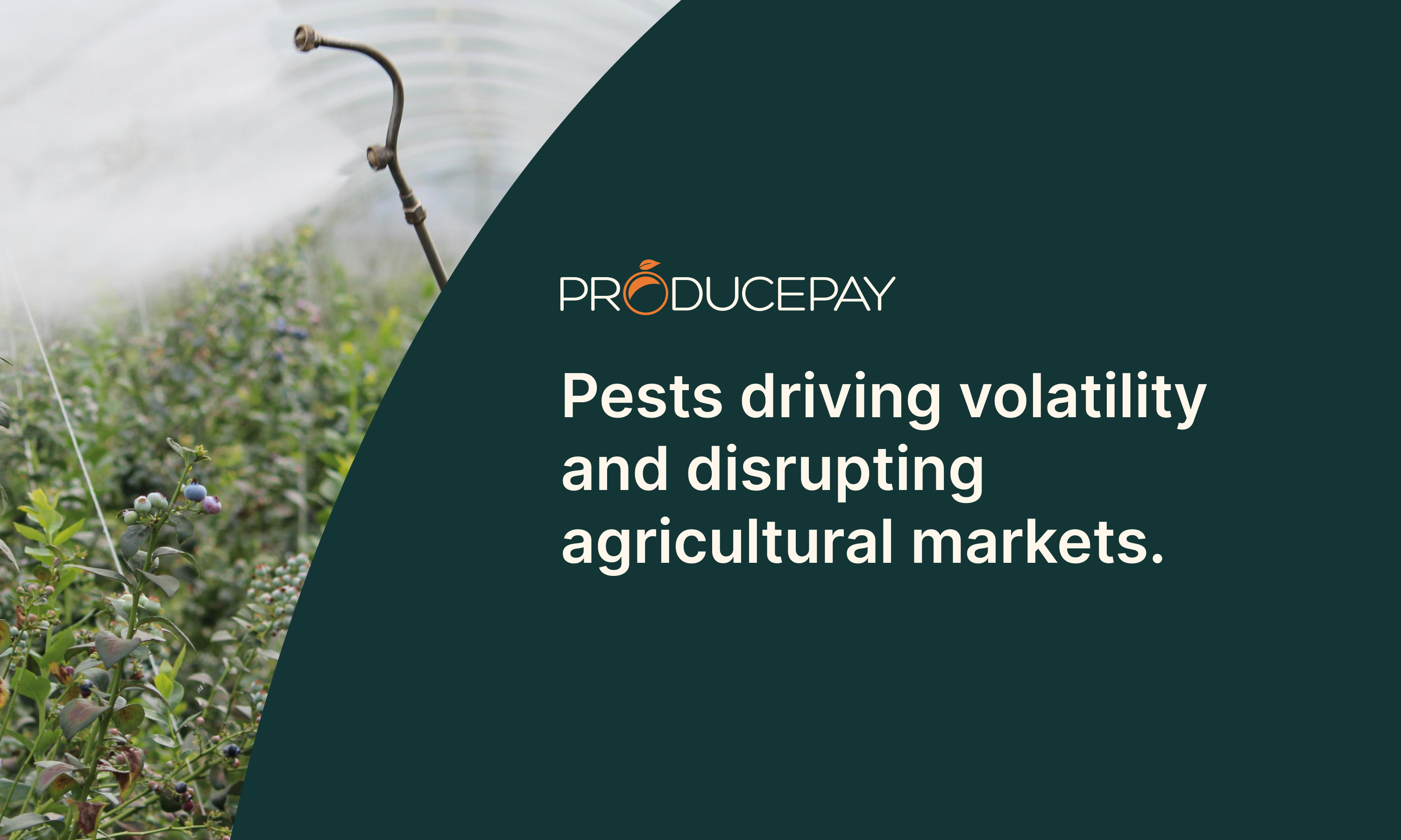 Pests driving volatility and disrupting agricultural markets (EN)