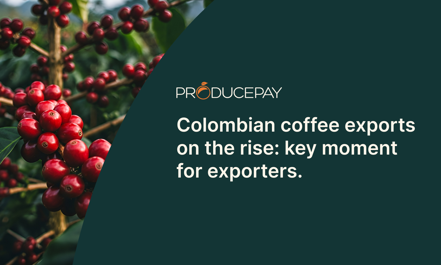 Colombian coffee exports rise