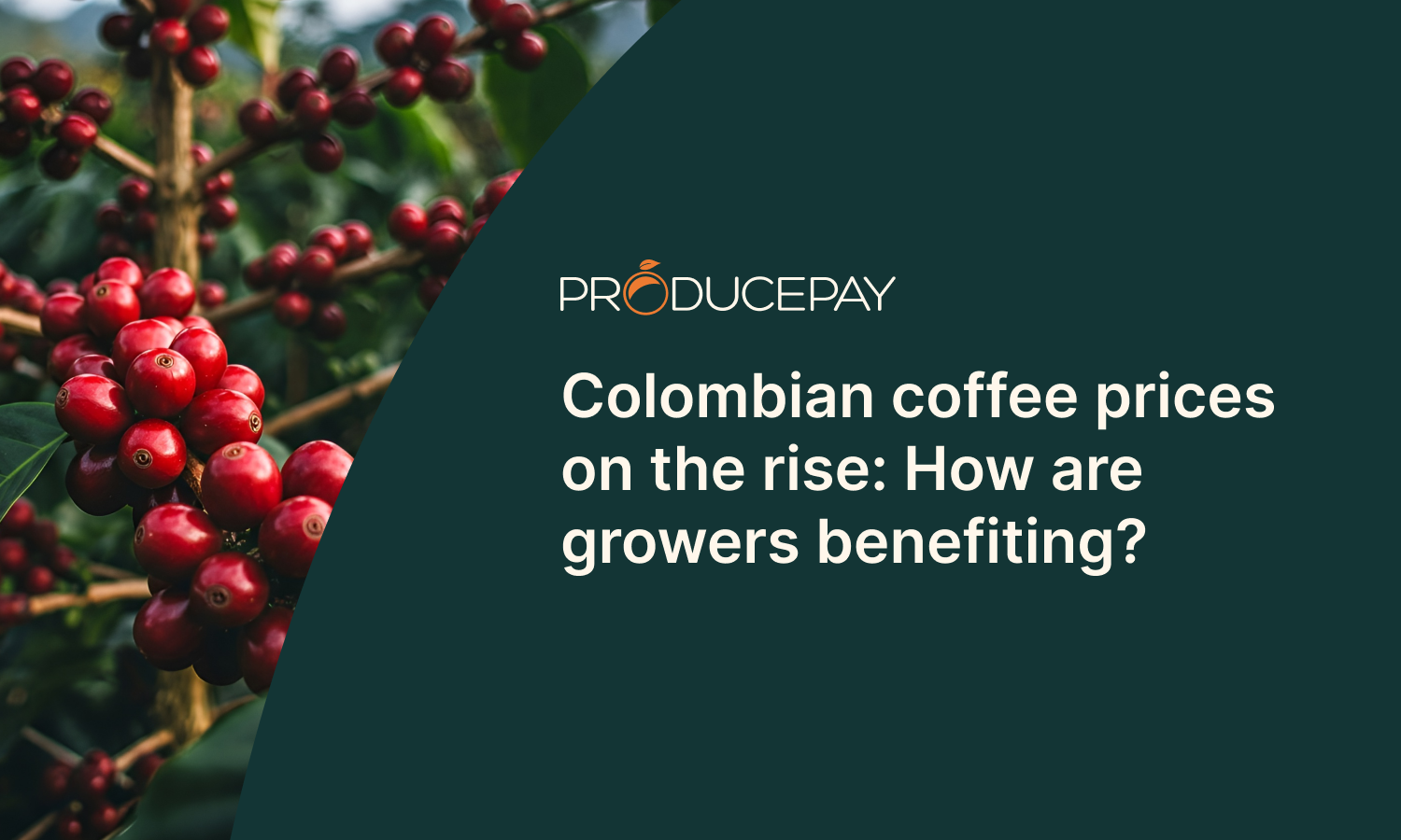 Colombian coffee prices on the rise