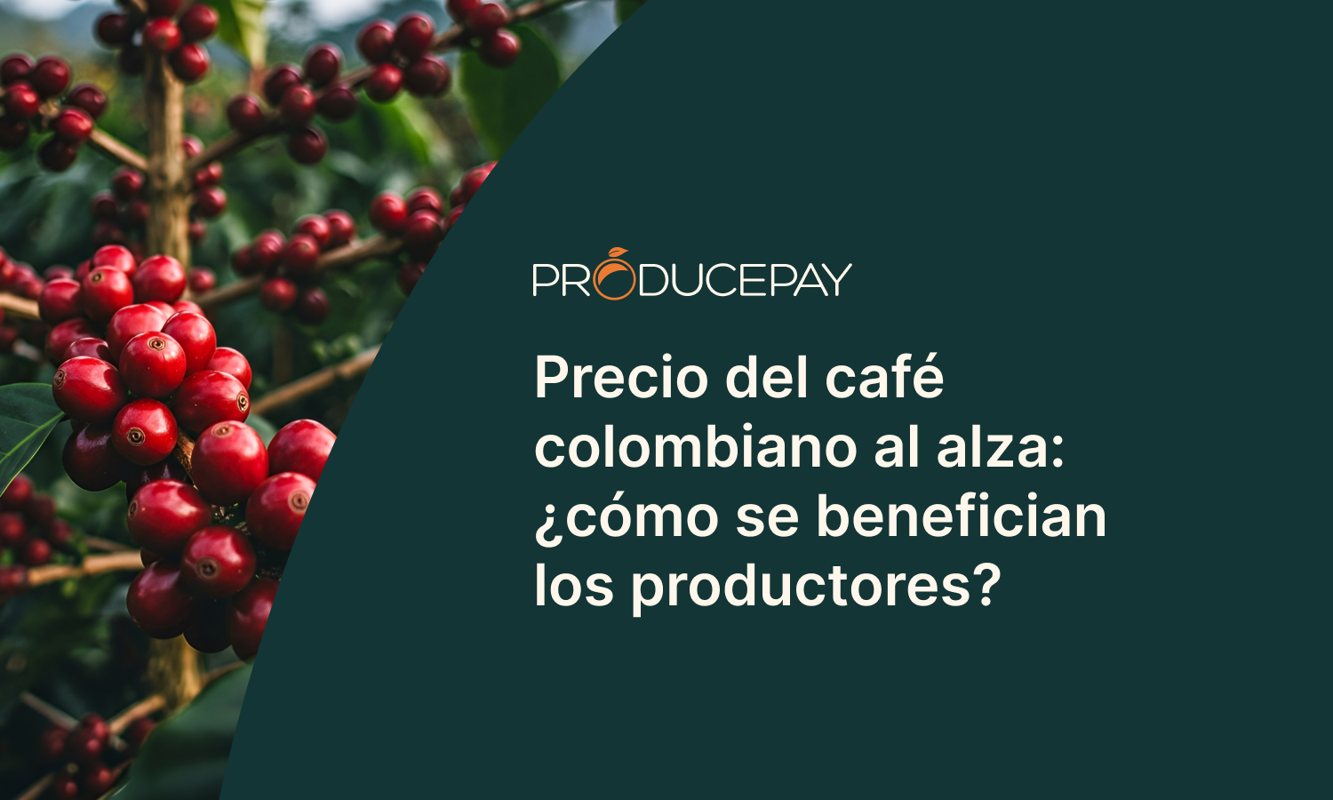 Precio café colombiano al alza