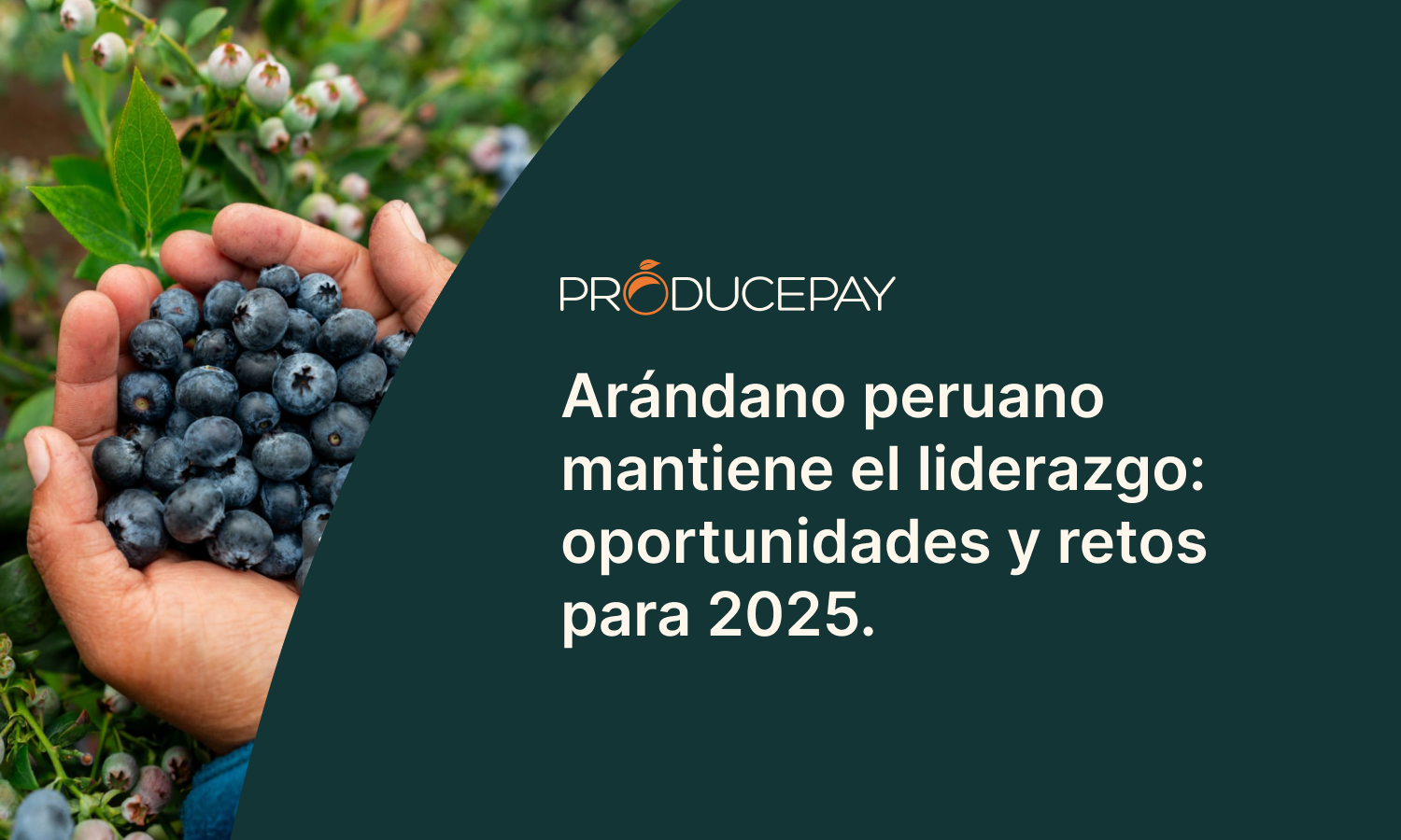 Arándano peruano liderazgo retos 2025