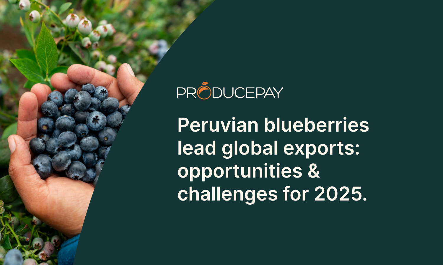 5. Peruvian blueberries lead global exports in 2025