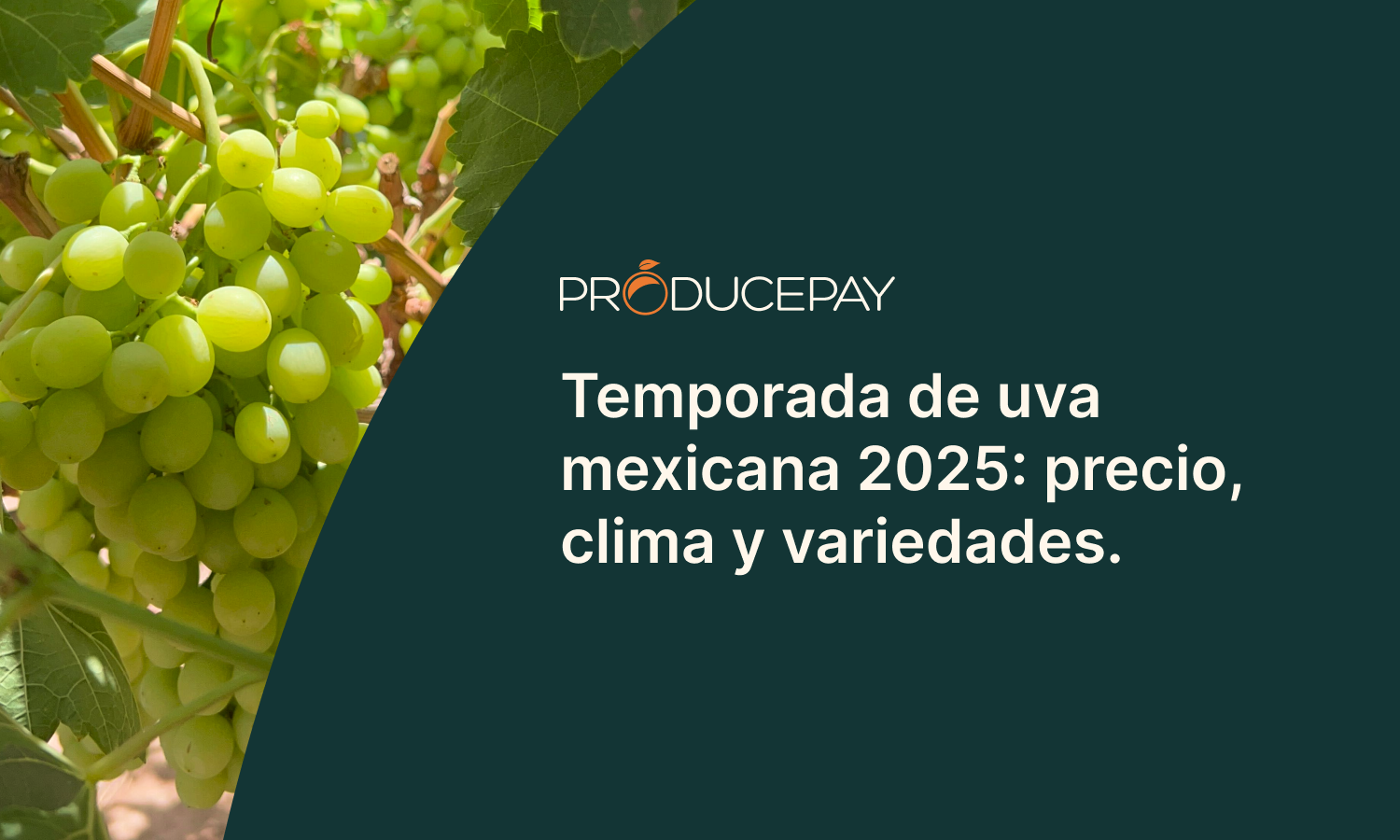 Temporada uva mexicana 2025