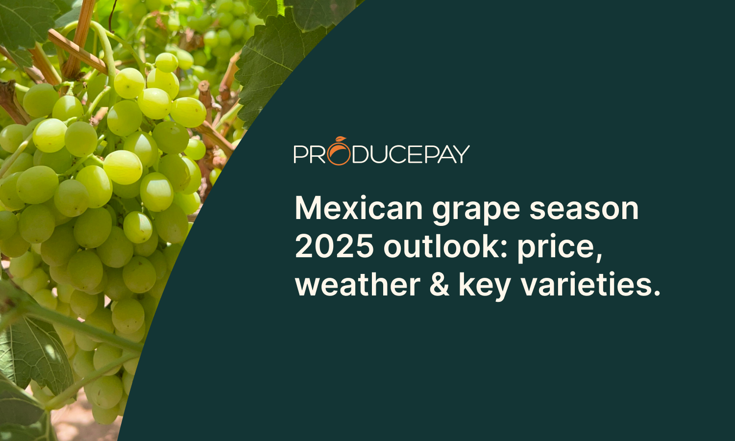 Mexican grape season 2025