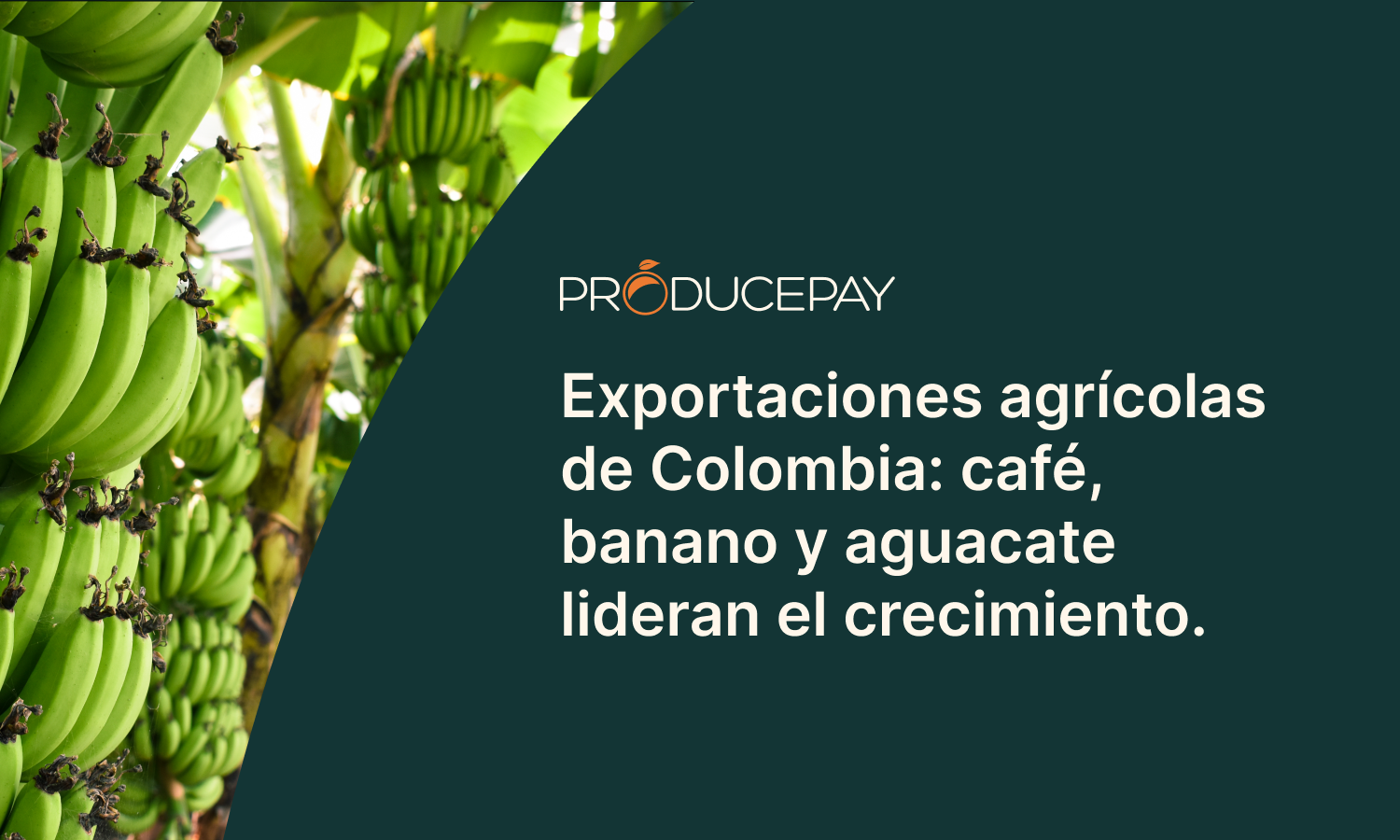 Exportaciones agrícolas de Colombia café, banano y aguacate lideran el crecimiento